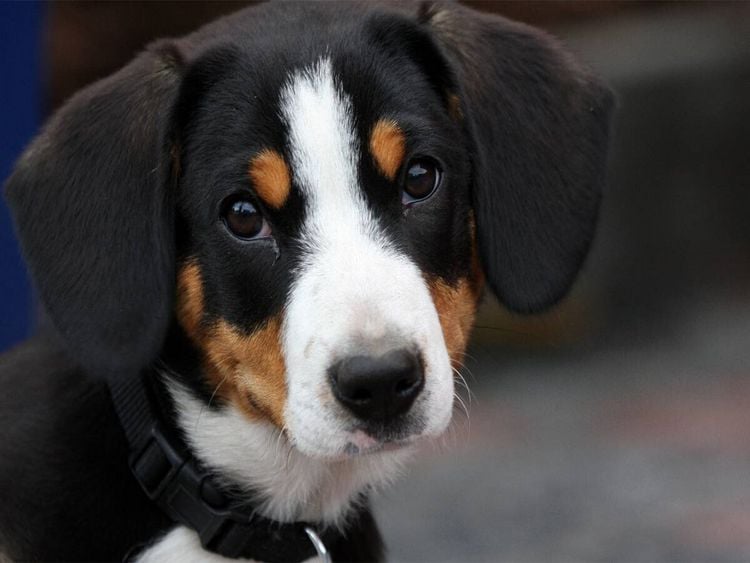 Produktbild: CALVENDO Puzzle Hund | 1000 Teile Lege-Gr&ouml;&szlig;e 64x48cm Foto-Puzzle f&uuml;r gl&uuml;ckliche Stunden