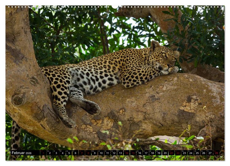 Produktbild: Tansania - Tierwanderung in der Serengeti (hochwertiger Premium Wandkalender 2026 DIN A2 quer), Kunstdruck in Hochglanz