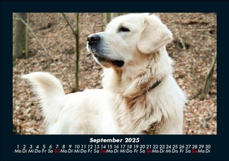 Produktbild: Hunde 2025 Fotokalender DIN A5