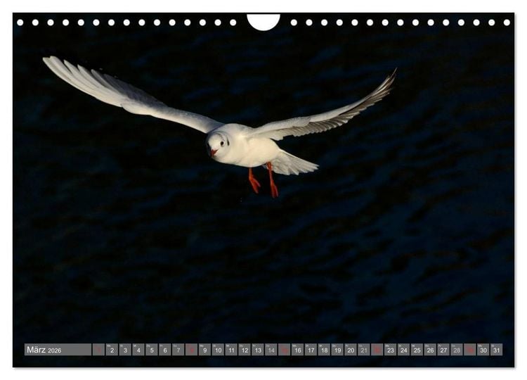 Produktbild: INNE BOTANIK - V&ouml;gel im Ruhrpott (Wandkalender 2026 DIN A4 quer), CALVENDO Monatskalender