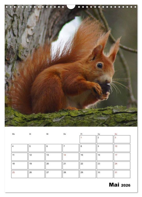 Produktbild: Niedliche Eichh&ouml;rnchen (Wandkalender 2026 DIN A3 hoch), CALVENDO Monatskalender