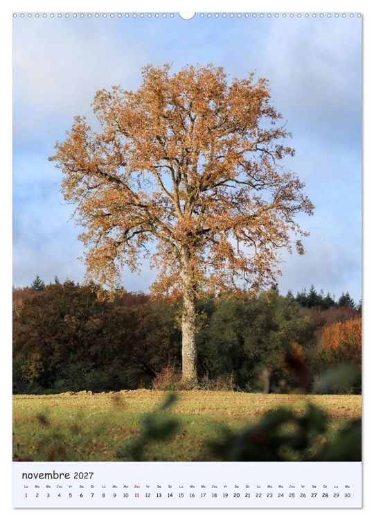 Produktbild: Arbres solitaires (Calendrier mural 2027 DIN A2 horizontal), CALVENDO calendrier mensuel