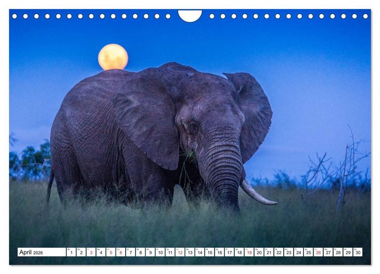 Produktbild: Wunderwelt der Tiere - S&uuml;dafrika (Wandkalender 2026 DIN A4 quer), CALVENDO Monatskalender