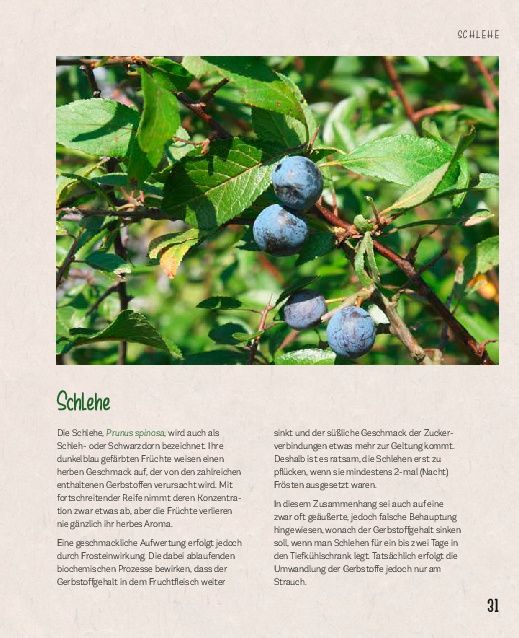 Produktbild: Essbare Sch&auml;tze aus der Natur: Erkennen &ndash; Sammeln &ndash; Zubereiten