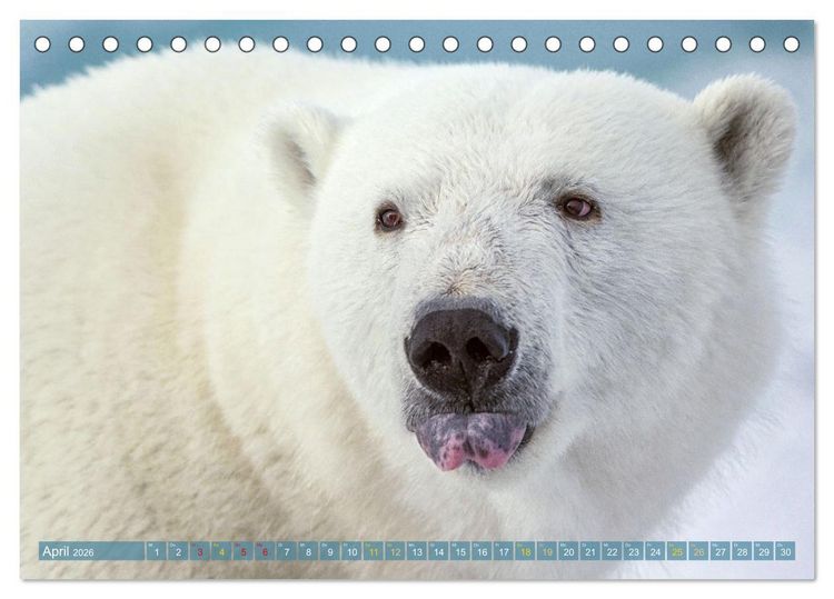Produktbild: Eisb&auml;ren: Lebensk&uuml;nstler im Eis (Tischkalender 2026 DIN A5 quer), CALVENDO Monatskalender