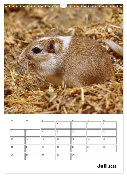 Produktbild: Lustige Rennm&auml;use (Wandkalender 2026 DIN A3 hoch), CALVENDO Monatskalender