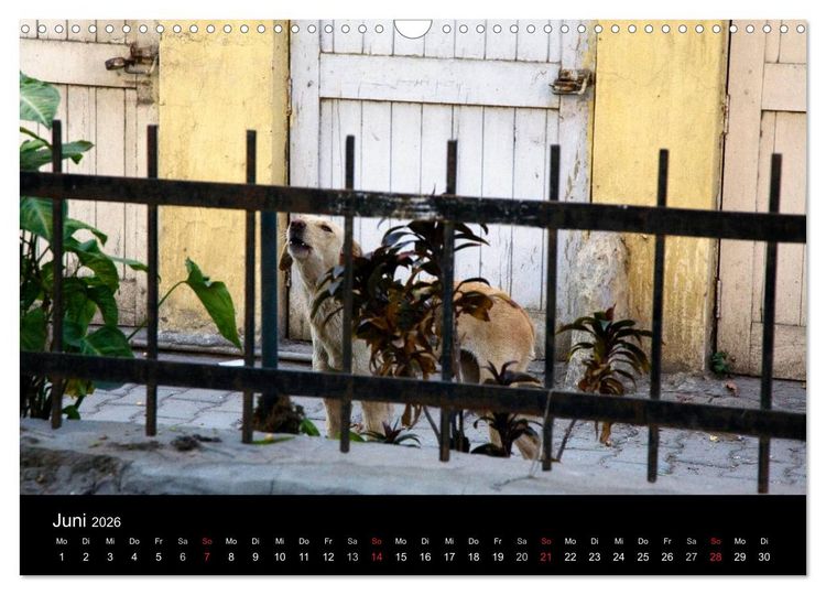 Produktbild: Stra&szlig;enhunde (Wandkalender 2026 DIN A3 quer), CALVENDO Monatskalender