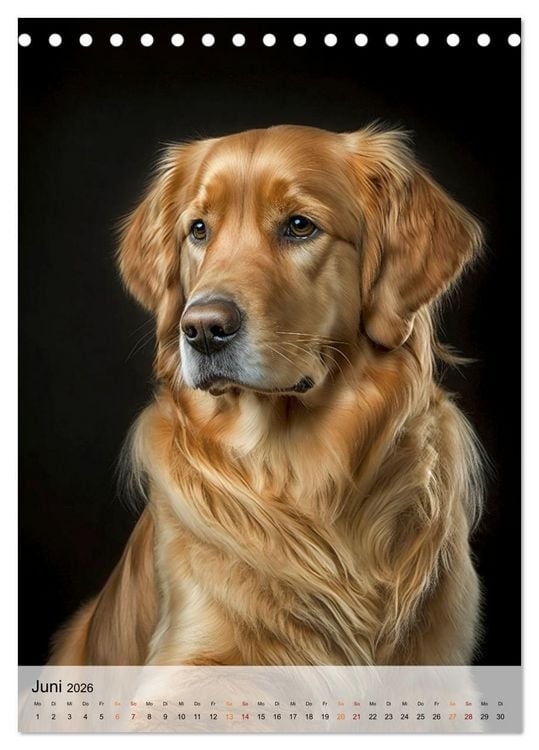 Produktbild: Golden Retriever - ein Hund f&uuml;r die Familie (Tischkalender 2026 DIN A5 hoch), CALVENDO Monatskalender