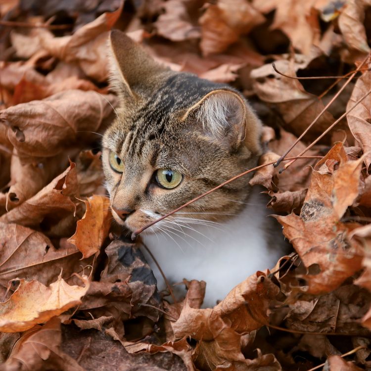 Produktbild: Katzen / Cats 2027