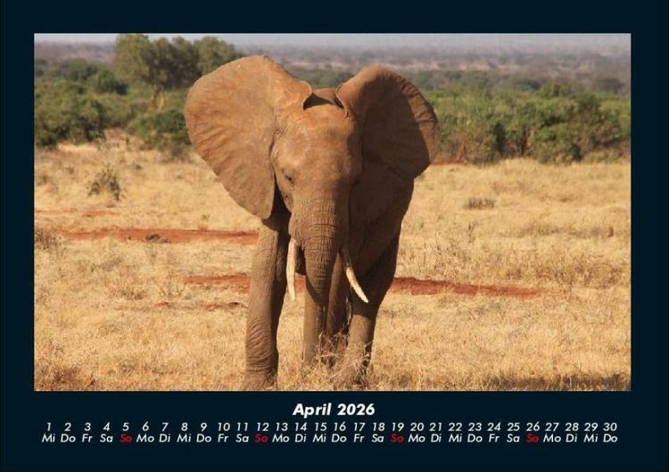 Produktbild: Elefanten - Die sanften Riesen Afrikas 2026 Fotokalender DIN A4
