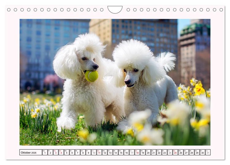 Produktbild: Pudel in der Stadt. Urbane Momente voller Charme und Lebensfreude (Wandkalender 2026 DIN A4 quer), CALVENDO Monatskalender
