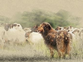 Produktbild: CALVENDO Puzzle Ein Motiv aus dem Kalender Altdeutsche H&uuml;tehunde 2017 | 1000 Teile Lege-Gr&ouml;&szlig;e 64x48cm Foto-Puzzle f&uuml;r gl&uuml;ckliche Stunden