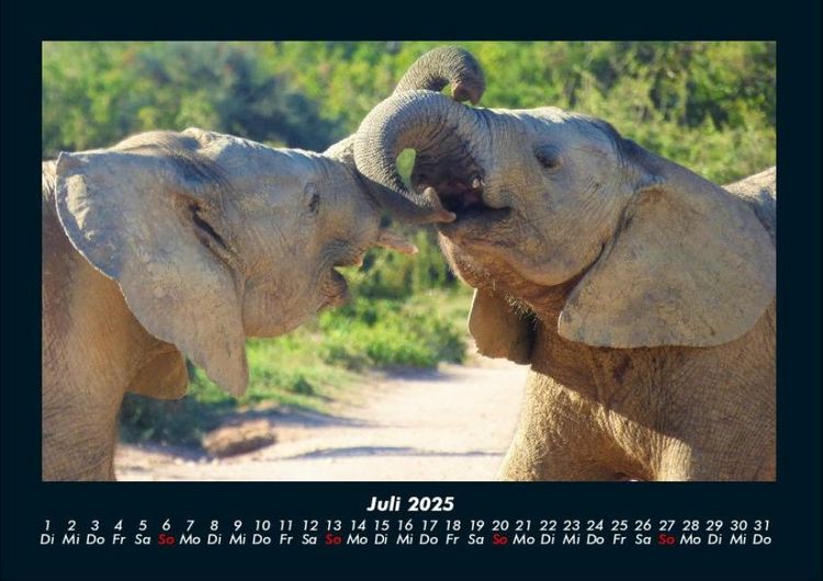 Produktbild: Elefanten - Die sanften Riesen Afrikas 2025 Fotokalender DIN A4