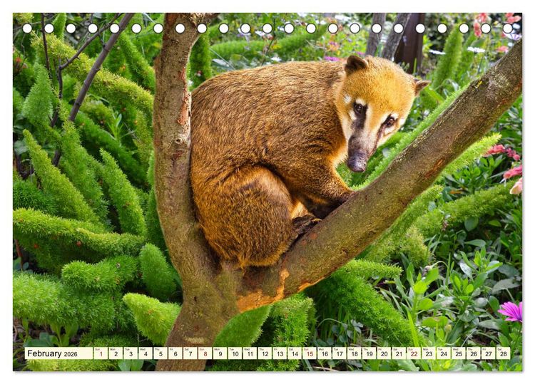 Produktbild: Small and large bears (Desk Calendar 2026 DIN A5 landscape), CALVENDO 12 Month DeskCalendar