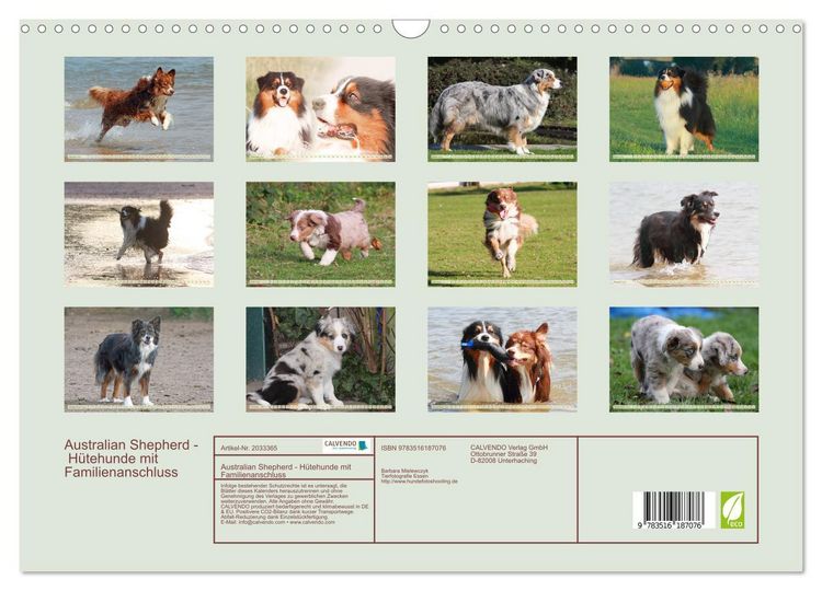 Produktbild: Australian Shepherd - H&uuml;tehunde mit Familienanschluss (Wandkalender 2026 DIN A3 quer), CALVENDO Monatskalender