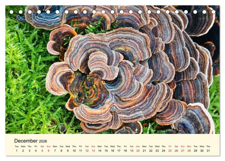 Produktbild: Whispers Beneath the Forest's Moss Mushrooms (Desk Calendar 2026 DIN A5 landscape), CALVENDO 12 Month DeskCalendar