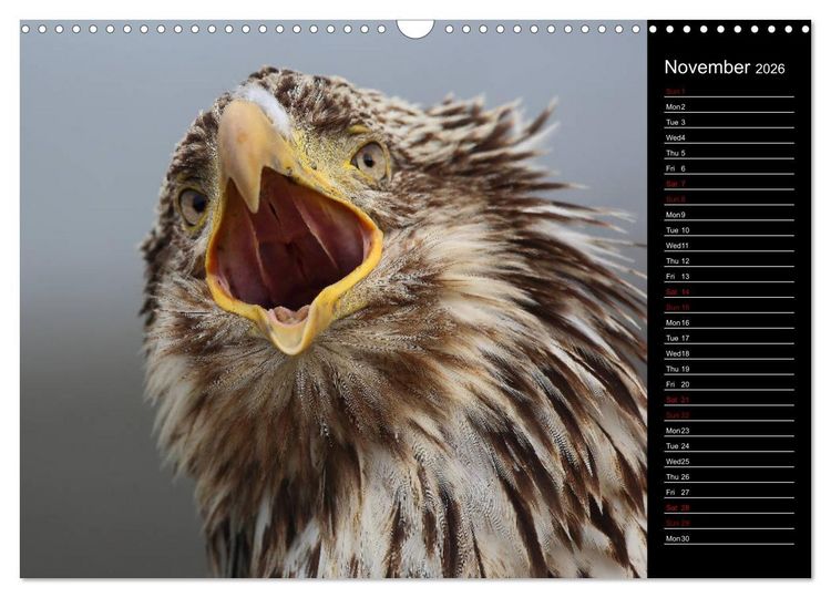 Produktbild: North America's Wildlife (Wall Calendar 2026 DIN A3 landscape), CALVENDO 12 Month Wall Calendar