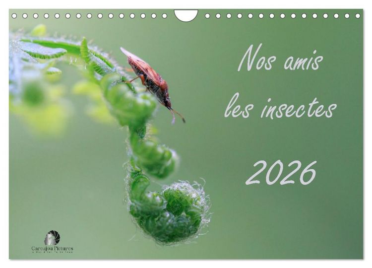 Produktbild: Nos amis les insectes (Calendrier mural 2026 DIN A4 vertical), CALVENDO calendrier mensuel
