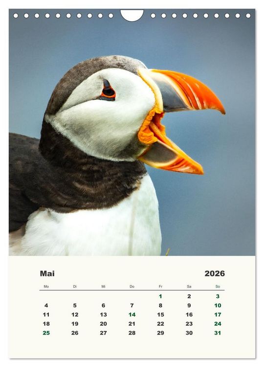 Produktbild: Papageientaucher in Island (Wandkalender 2026 DIN A4 hoch), CALVENDO Monatskalender