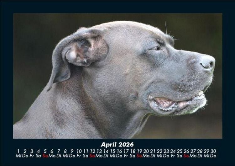 Produktbild: Hunde 2026 Fotokalender DIN A5