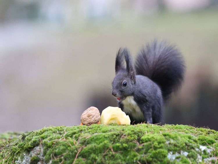 Produktbild: CALVENDO Puzzle Als Nachtisch gab es heute mal ein St&uuml;ck Apfel. Hat mir sehr gut geschmeckt... :-) | 1000 Teile Lege-Gr&ouml;&szlig;e 64x48cm Foto-Puzzle f&uuml;r gl&uuml;ckliche Stunden