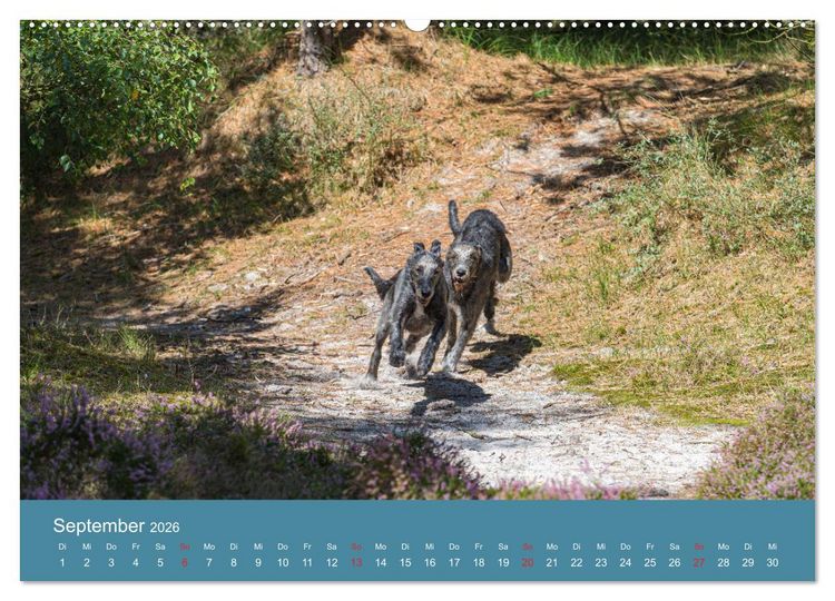 Produktbild: Irische Wolfshunde (hochwertiger Premium Wandkalender 2026 DIN A2 quer), Kunstdruck in Hochglanz