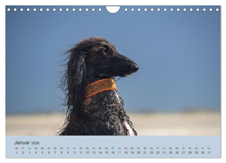 Produktbild: AFGHANISCHE WINDHUNDE 2026 (Wandkalender 2026 DIN A4 quer), CALVENDO Monatskalender