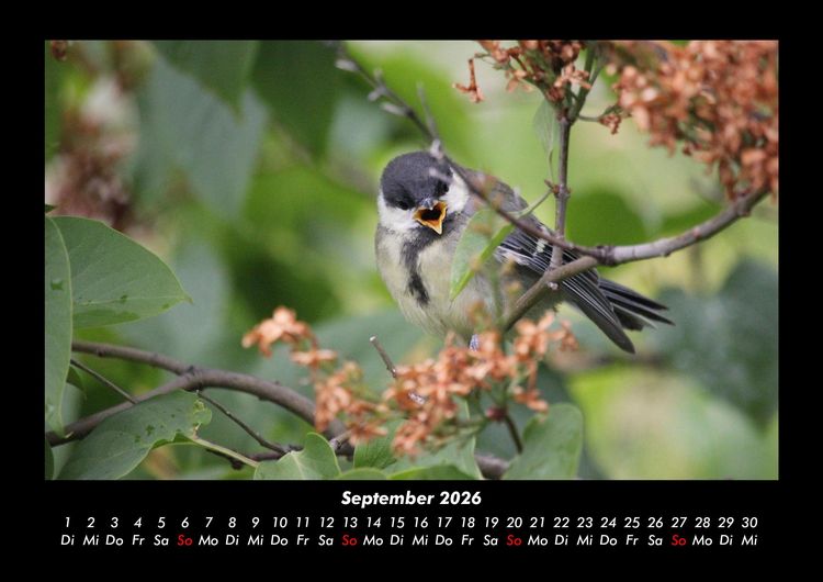 Produktbild: V&ouml;gel 2026 Fotokalender DIN A3
