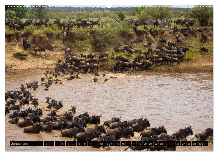 Produktbild: Tansania - Tierwanderung in der Serengeti (hochwertiger Premium Wandkalender 2026 DIN A2 quer), Kunstdruck in Hochglanz