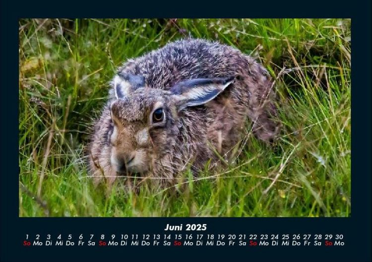 Produktbild: Tierkalender 2025 Fotokalender DIN A4