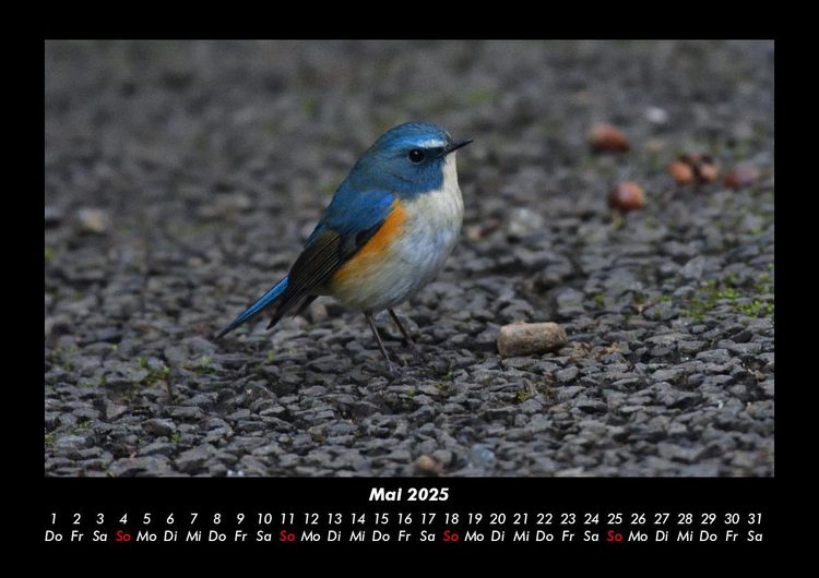 Produktbild: Vogelparadies 2025 Fotokalender DIN A3