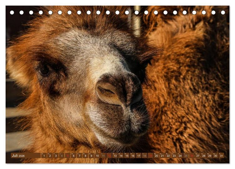 Produktbild: Kamele &bull; Dromedar & Trampeltier (Tischkalender 2026 DIN A5 quer), CALVENDO Monatskalender