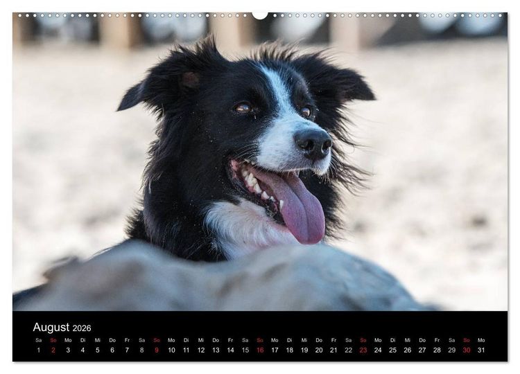 Produktbild: Border Collies (hochwertiger Premium Wandkalender 2026 DIN A2 quer), Kunstdruck in Hochglanz