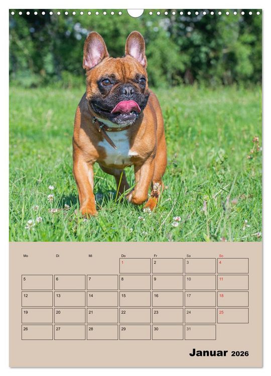 Produktbild: Jahresplaner Franz&ouml;sische Bulldogge (Wandkalender 2026 DIN A3 hoch), CALVENDO Monatskalender