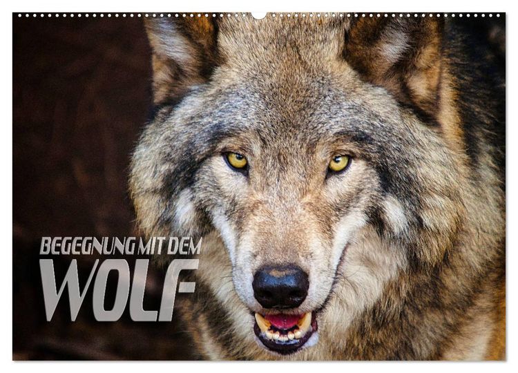 Produktbild: Begegnung mit dem Wolf (Wandkalender 2026 DIN A2 quer), CALVENDO Monatskalender