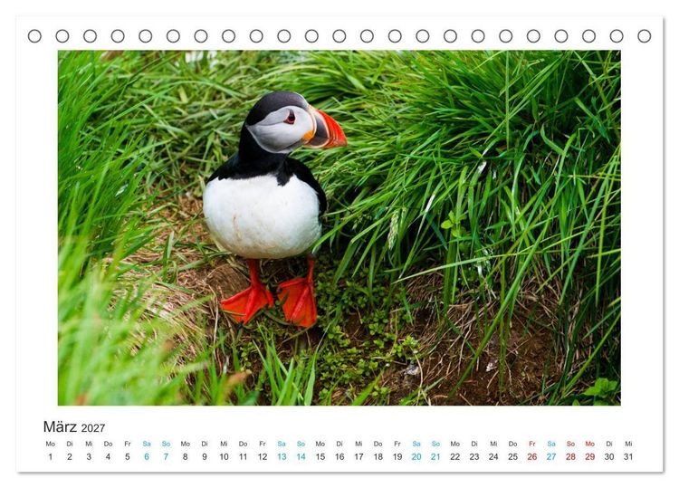 Produktbild: PAPAGEIENTAUCHER - Clowns der Nordmeere (Tischkalender 2027 DIN A5 quer), CALVENDO Monatskalender