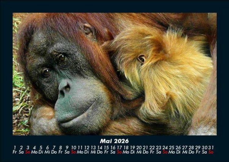 Produktbild: Zoobewohner 2026 Fotokalender DIN A5