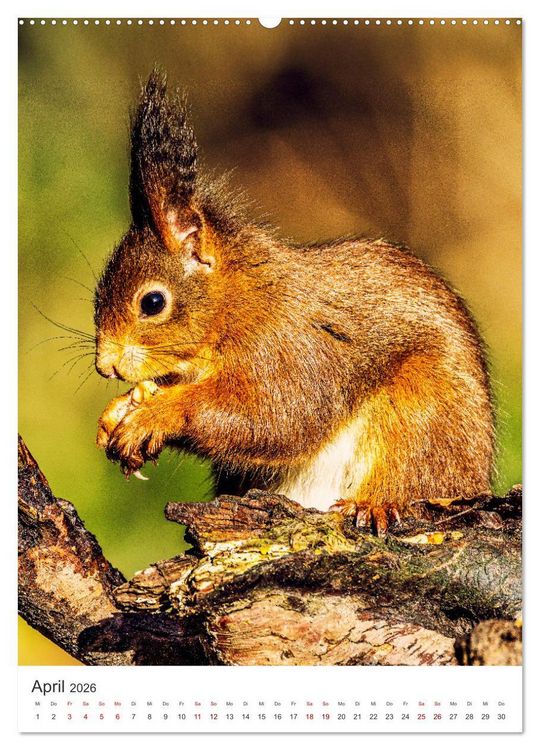 Produktbild: Niedlicher Nager - Das Eichh&ouml;rnchen (hochwertiger Premium Wandkalender 2026 DIN A2 hoch), Kunstdruck in Hochglanz