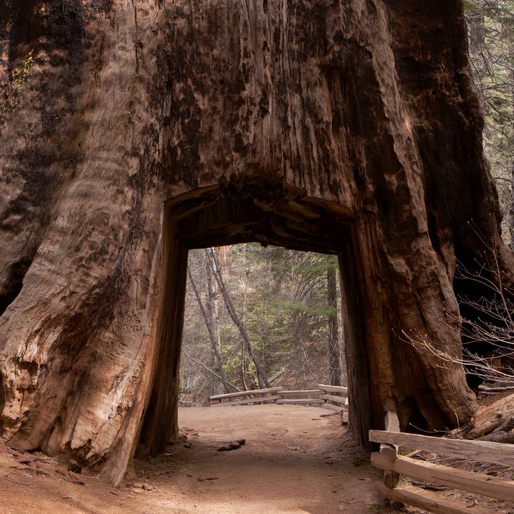 Produktbild: Trees 2027