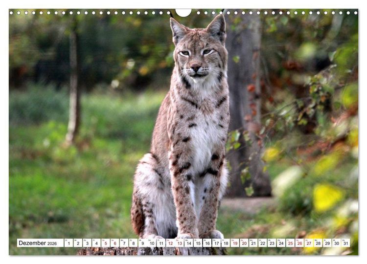 Produktbild: Familie Luchs - Die J&auml;ger mit dem Pinselohr (Wandkalender 2026 DIN A3 quer), CALVENDO Monatskalender