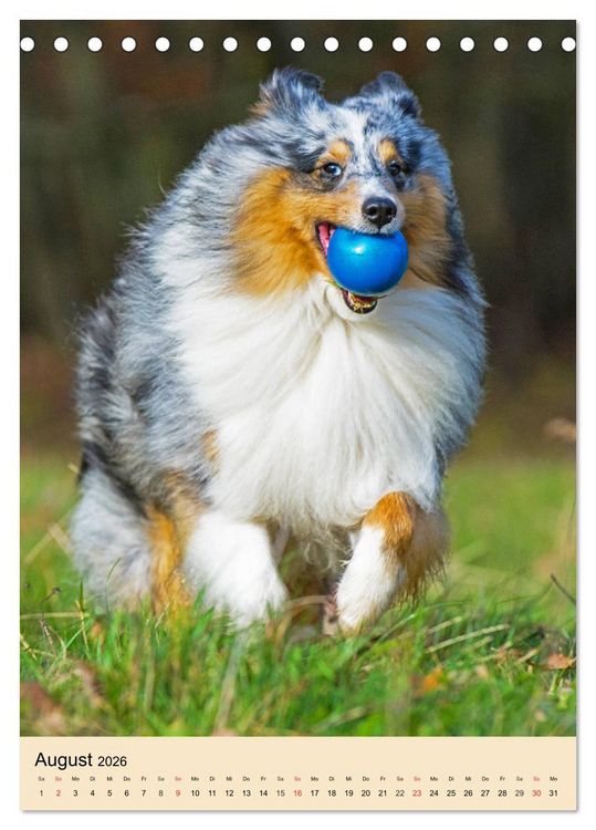 Produktbild: Sheltie - Wirbelwind auf 4 Pfoten (Tischkalender 2026 DIN A5 hoch), CALVENDO Monatskalender