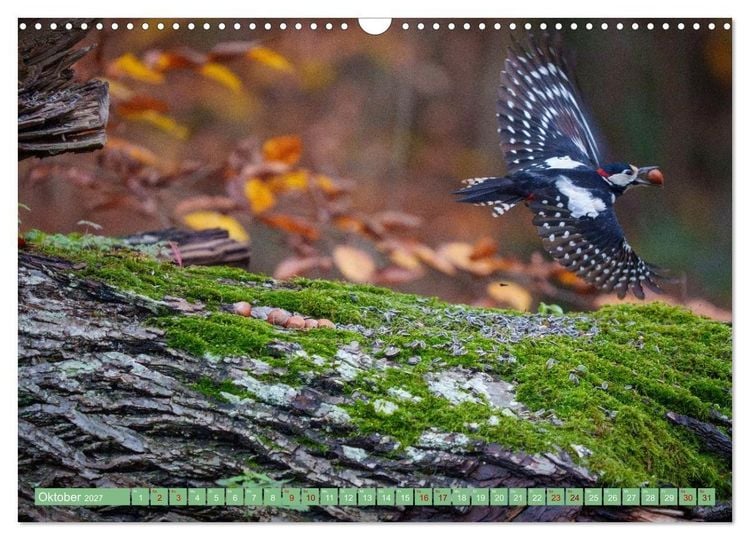 Produktbild: Buntspechte im Flug (Wandkalender 2027 DIN A3 quer), CALVENDO Monatskalender