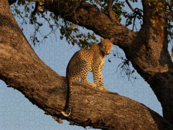 Produktbild: CALVENDO Puzzle Eine Leopardin auf einem Baum am Chobe in Botswana | 1000 Teile Lege-Gr&ouml;&szlig;e 64x48cm Foto-Puzzle f&uuml;r gl&uuml;ckliche Stunden