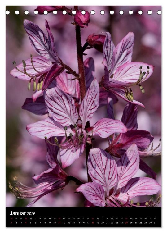 Produktbild: Seltene Wildblumen (Tischkalender 2026 DIN A5 hoch), CALVENDO Monatskalender