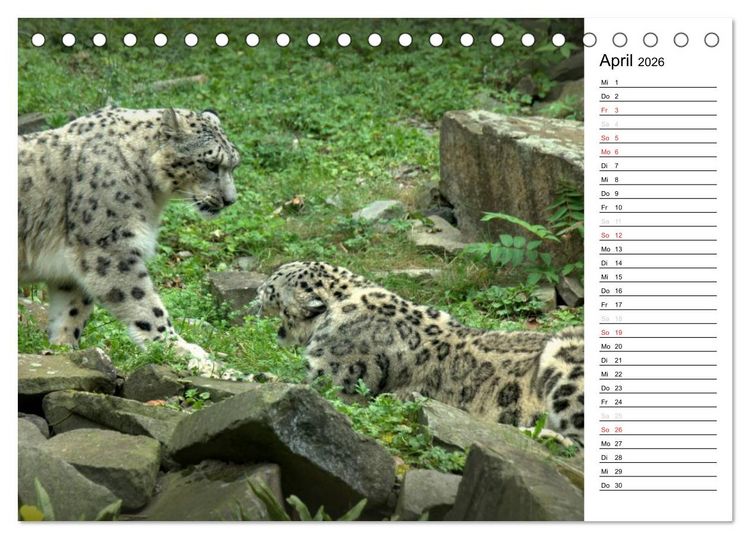 Produktbild: Der Schneeleopard (Tischkalender 2026 DIN A5 quer), CALVENDO Monatskalender