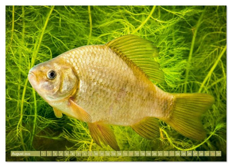 Produktbild: Heimische Fische: Karpfen, Forelle, Hecht (Wandkalender 2026 DIN A2 quer), CALVENDO Monatskalender