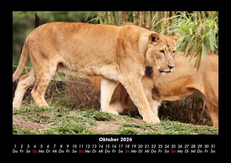 Produktbild: L&ouml;wen in der Wildnis 2026 Fotokalender DIN A3