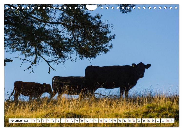 Produktbild: Ein Herz f&uuml;r Rinder (Wandkalender 2026 DIN A4 quer), CALVENDO Monatskalender