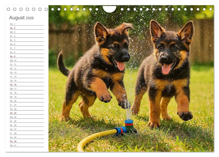 Produktbild: Sch&auml;ferhundliebe - Deine t&auml;gliche Dosis Welpenfreude &ndash; ganz ohne Gassi. (Wandkalender 2026 DIN A4 quer), CALVENDO Monatskalender