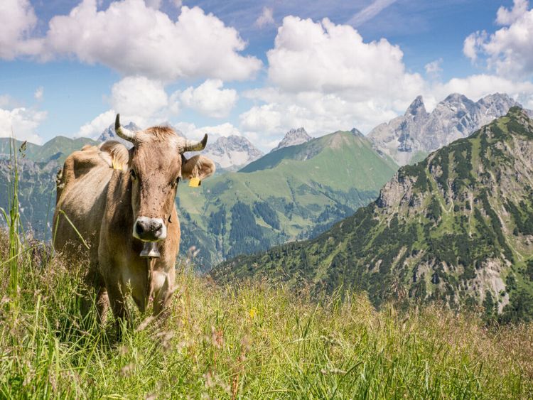 Produktbild: CALVENDO Puzzle Kuh am Fellhorn | 1000 Teile Lege-Gr&ouml;&szlig;e 64x48cm Foto-Puzzle f&uuml;r gl&uuml;ckliche Stunden